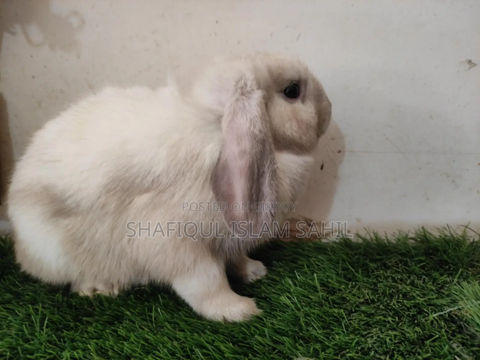 Rabbit for Sale