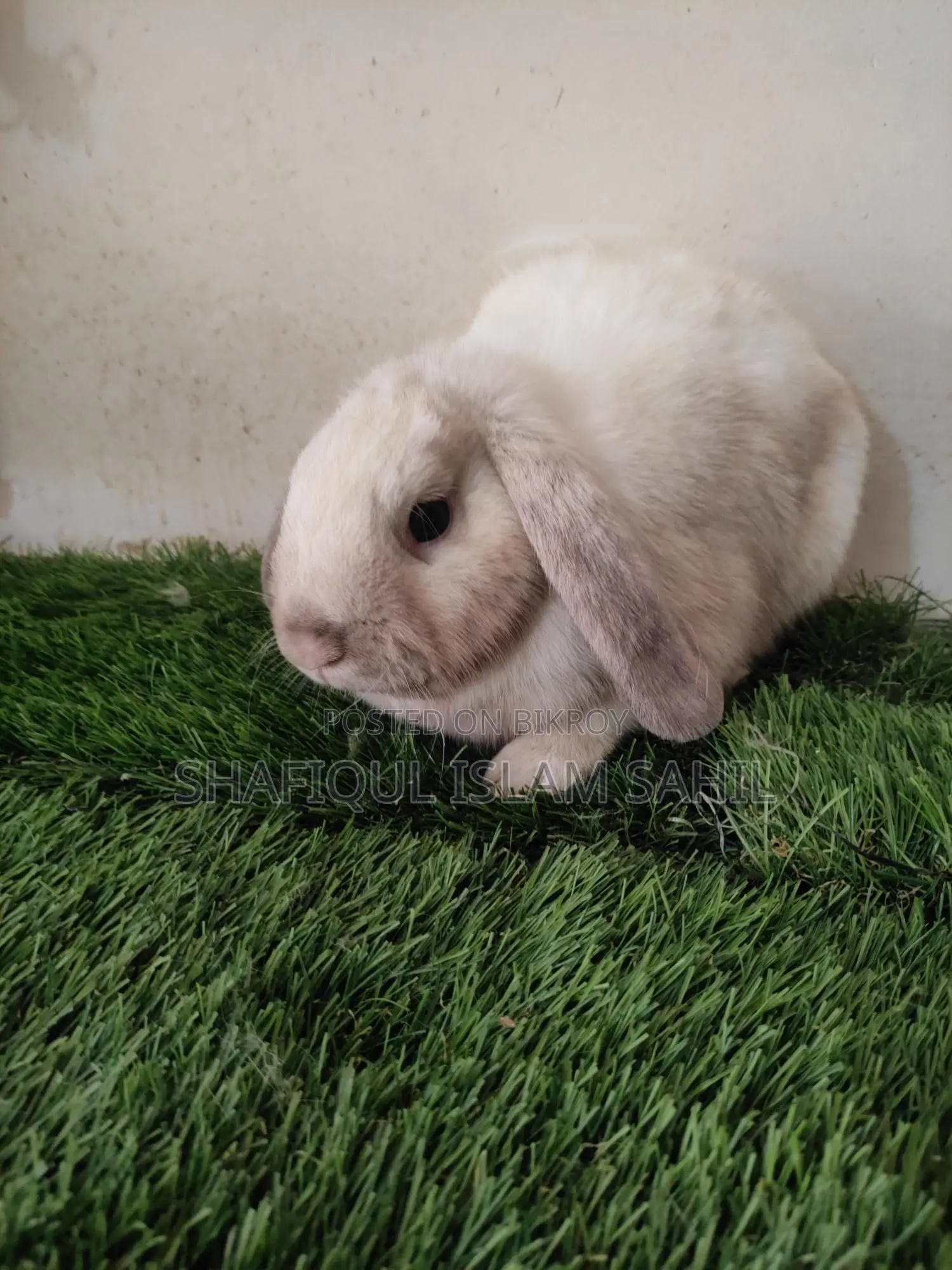 Rabbit for Sale