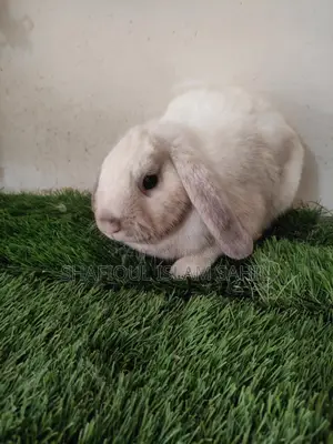 Rabbit for Sale