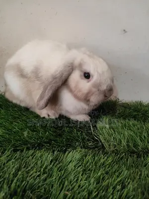 Rabbit for Sale