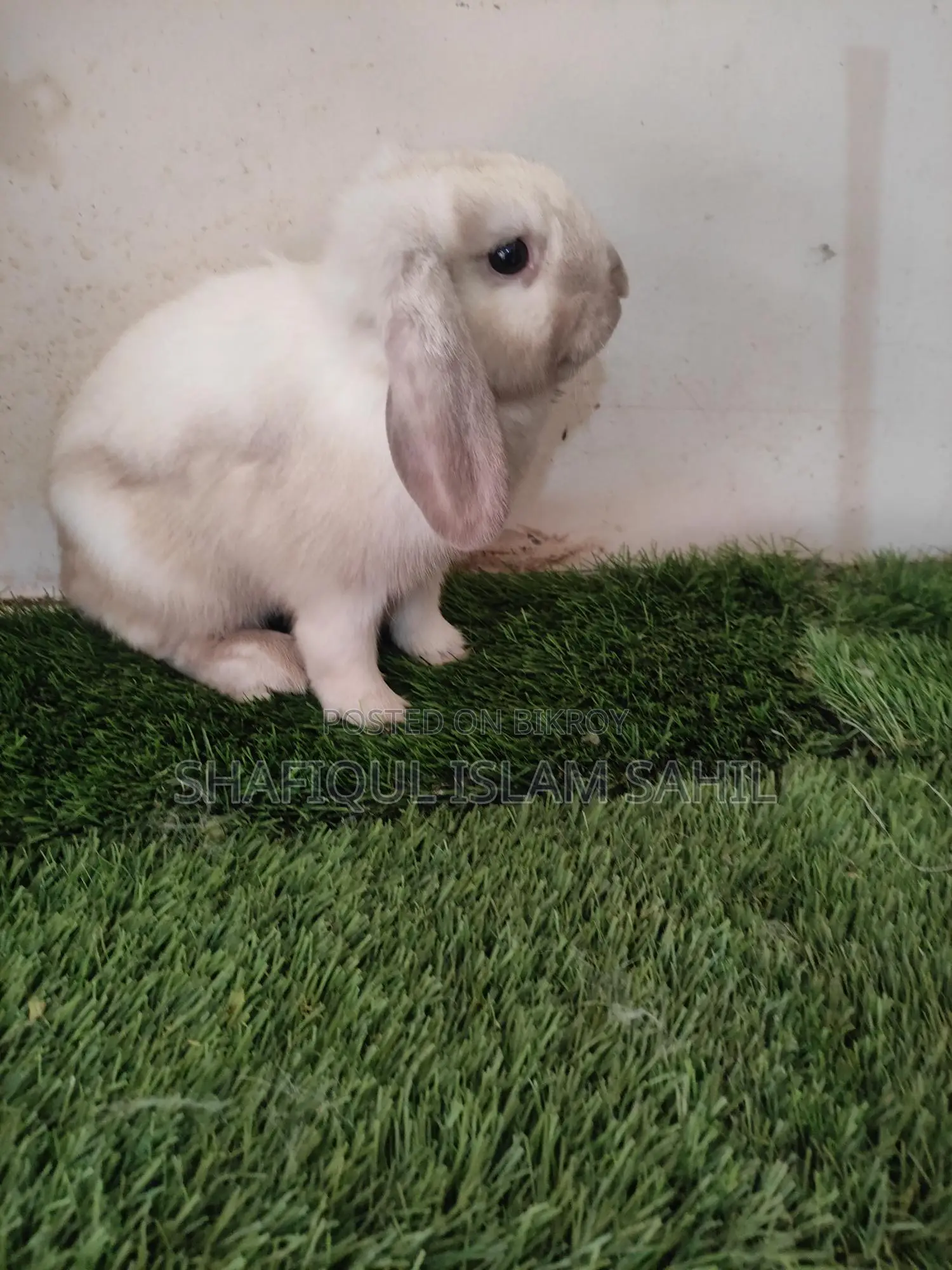 Rabbit for Sale
