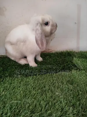 Rabbit for Sale