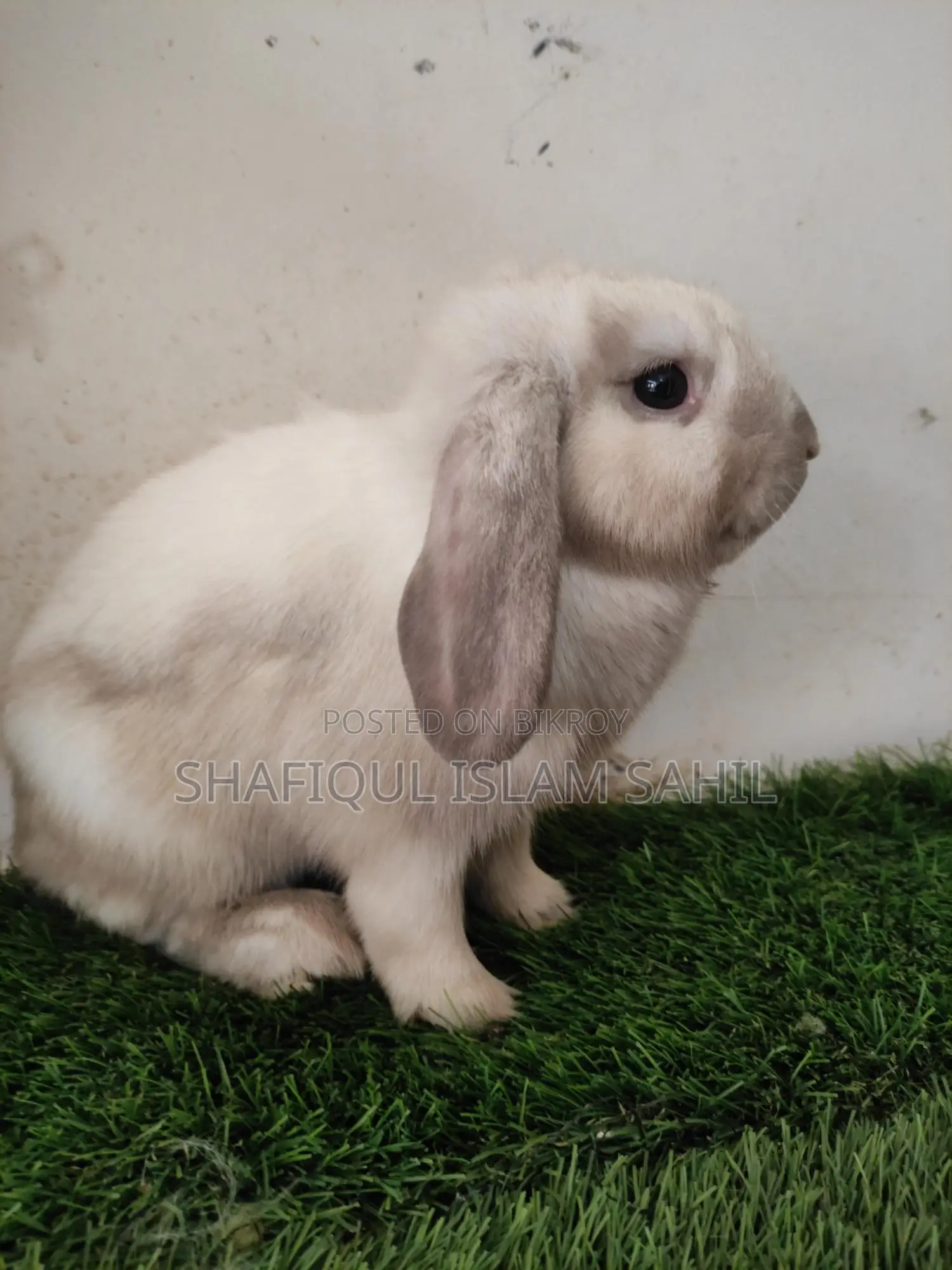 Rabbit for Sale