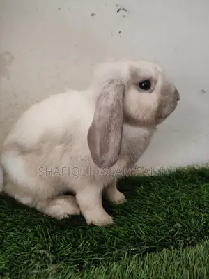 Rabbit for Sale