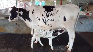 ৯৬৬ নং উন্নত জাতের ভালো গাভী গরু ।