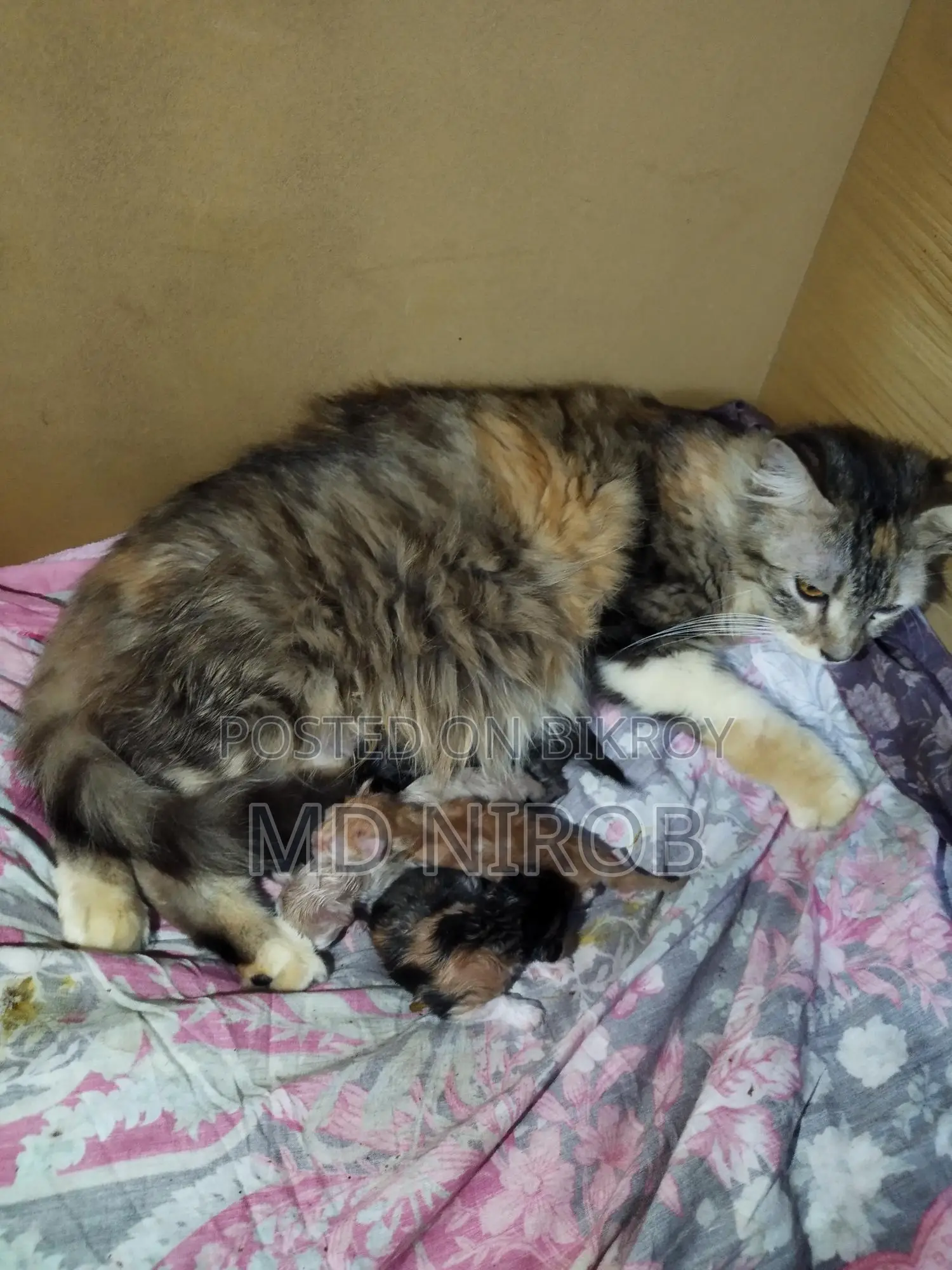 Mother cat with four kittens for sale