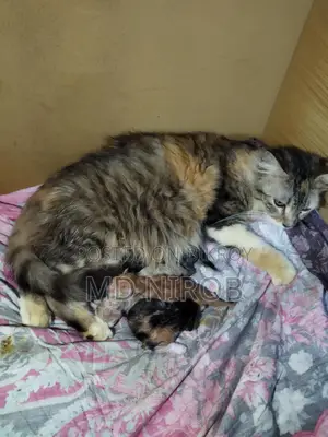 Mother cat with four kittens for sale