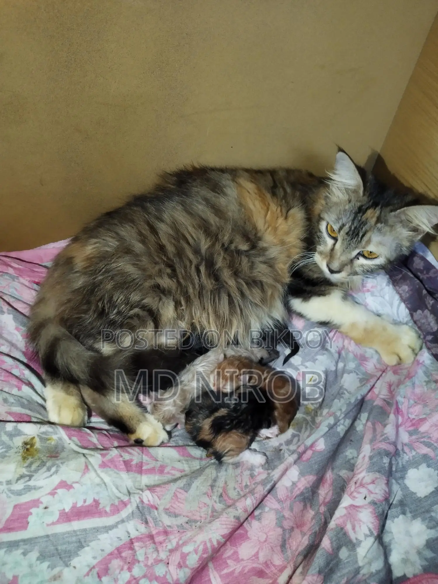 Mother cat with four kittens for sale