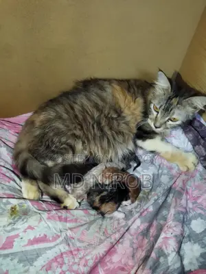 Mother cat with four kittens for sale