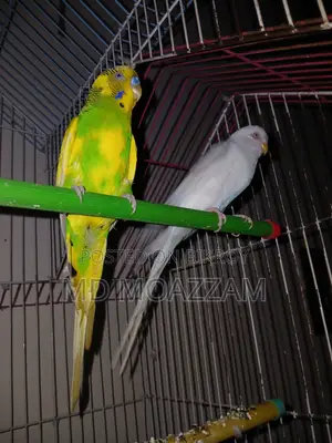 বাজরিগর একজোড়া খাঁচা সহ
