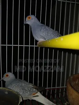 বাজরিগর একজোড়া খাঁচা সহ