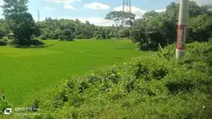 337 Decimal Land for Sale, Perfect for Resort