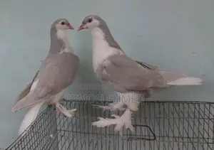 Silver Siraji