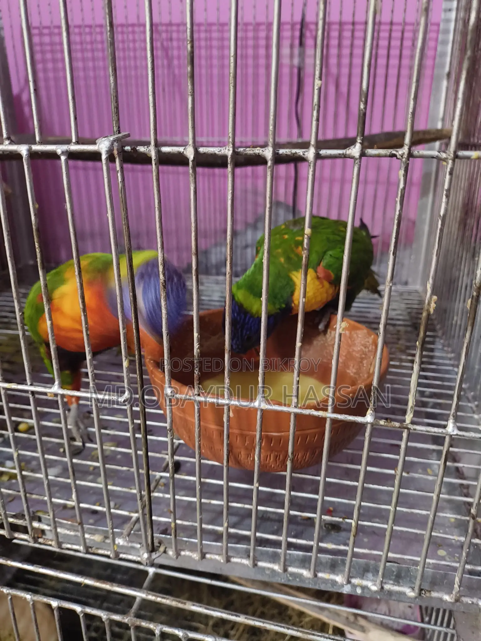 রেড মূলক কার লড়ি