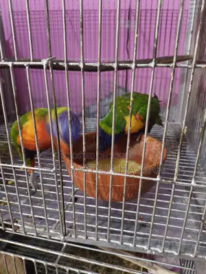 রেড মূলক কার লড়ি