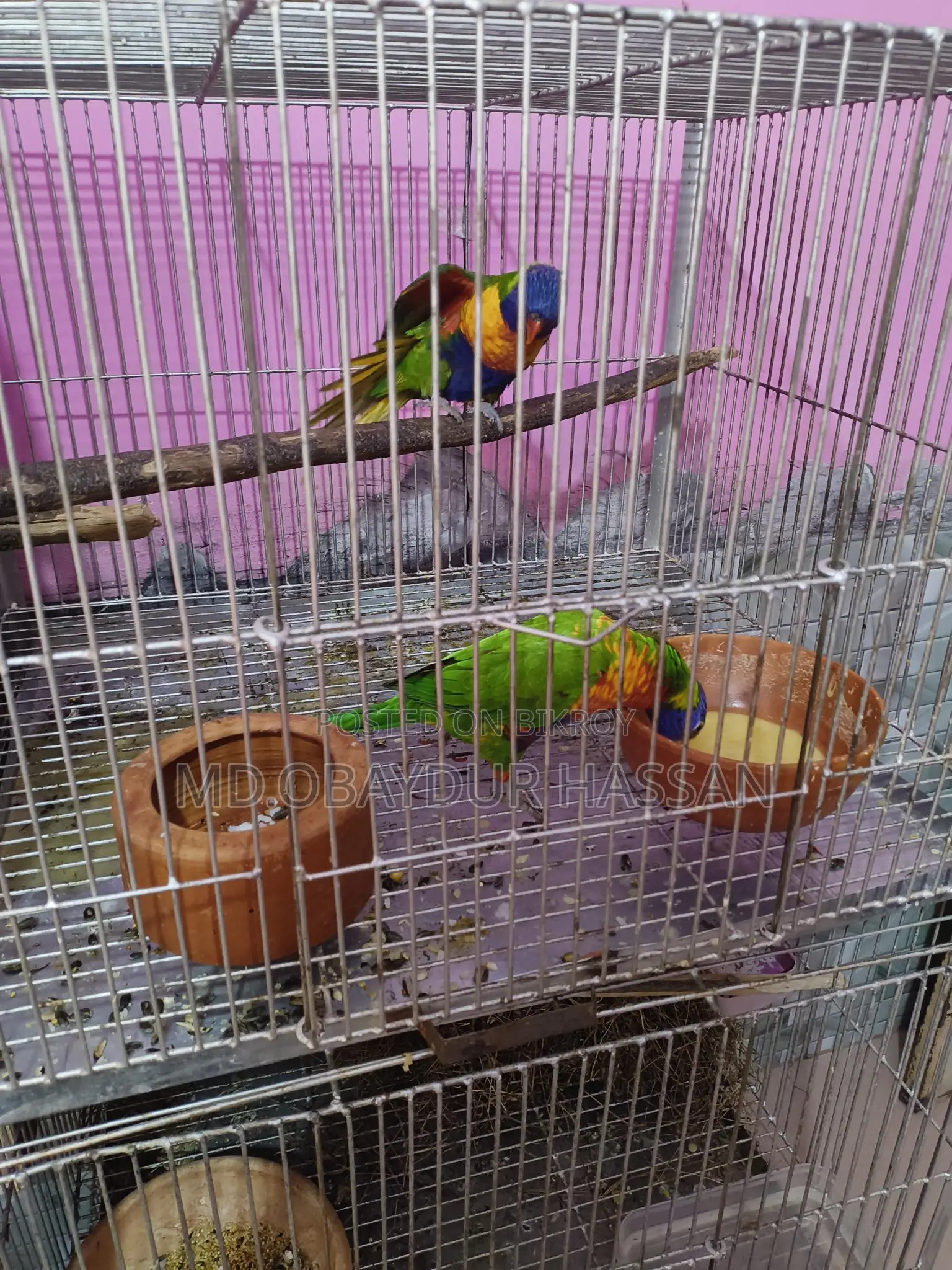 রেড মূলক কার লড়ি
