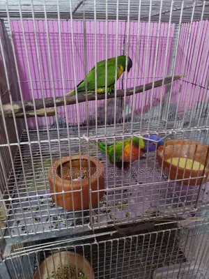 রেড মূলক কার লড়ি
