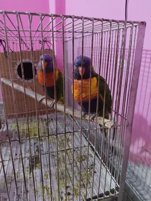 রেড মূলক কার লড়ি