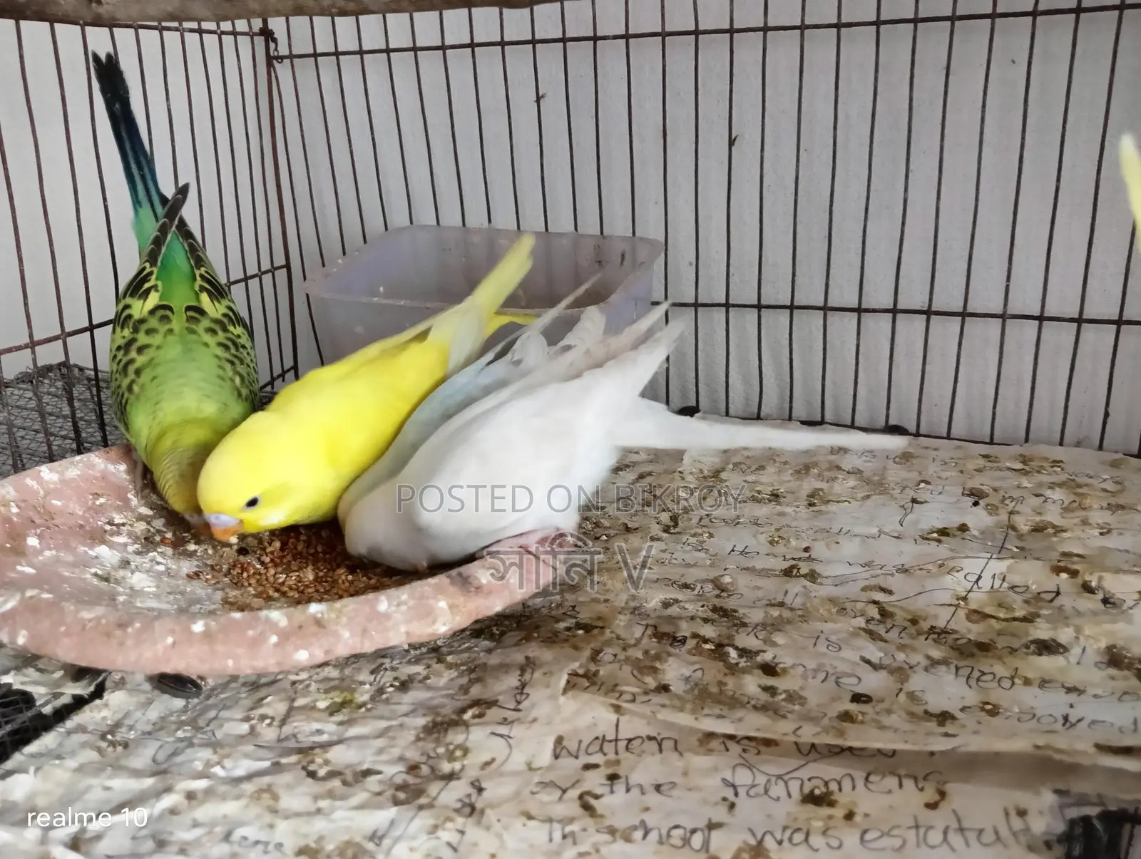 Budgie for Sale