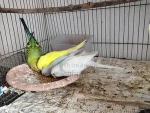 Budgie for Sale