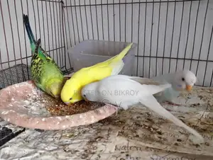 Budgie for Sale