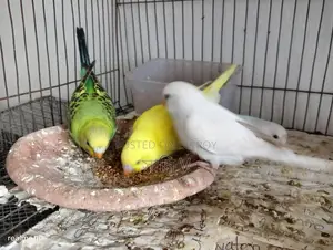 Budgie for Sale