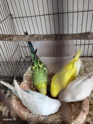 Budgie for Sale