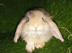 Fancy Breed Rabbit
