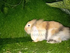 Fancy Breed Rabbit