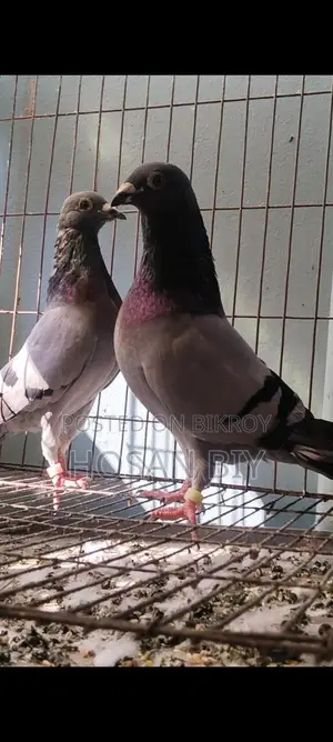 কবুতর