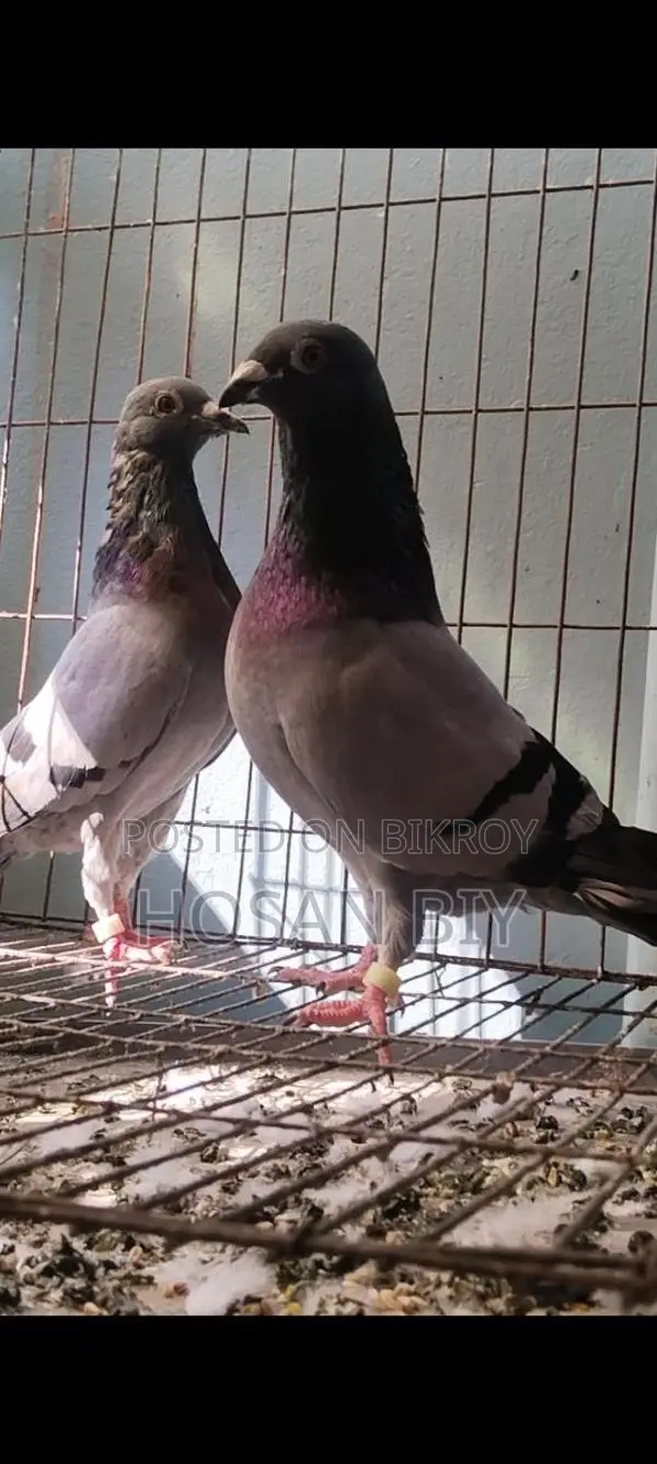 কবুতর