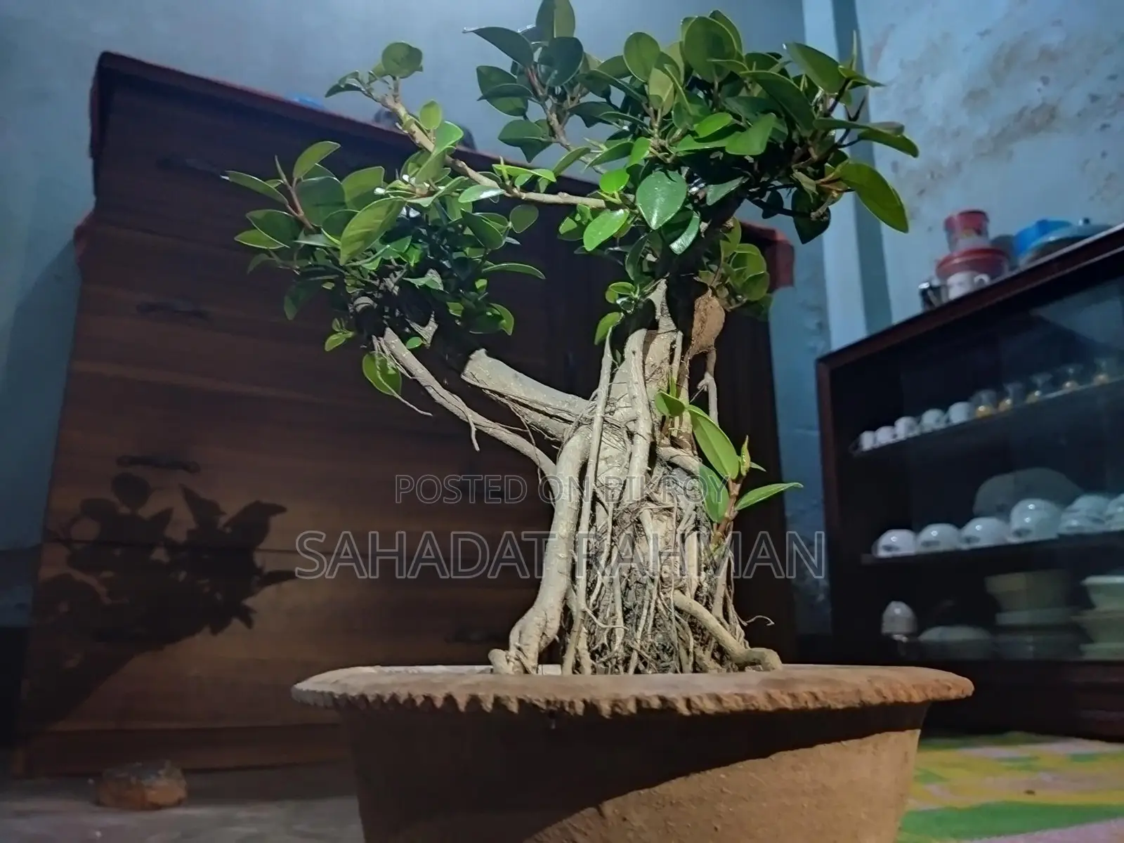 বনসাই