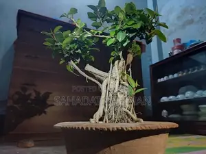 বনসাই