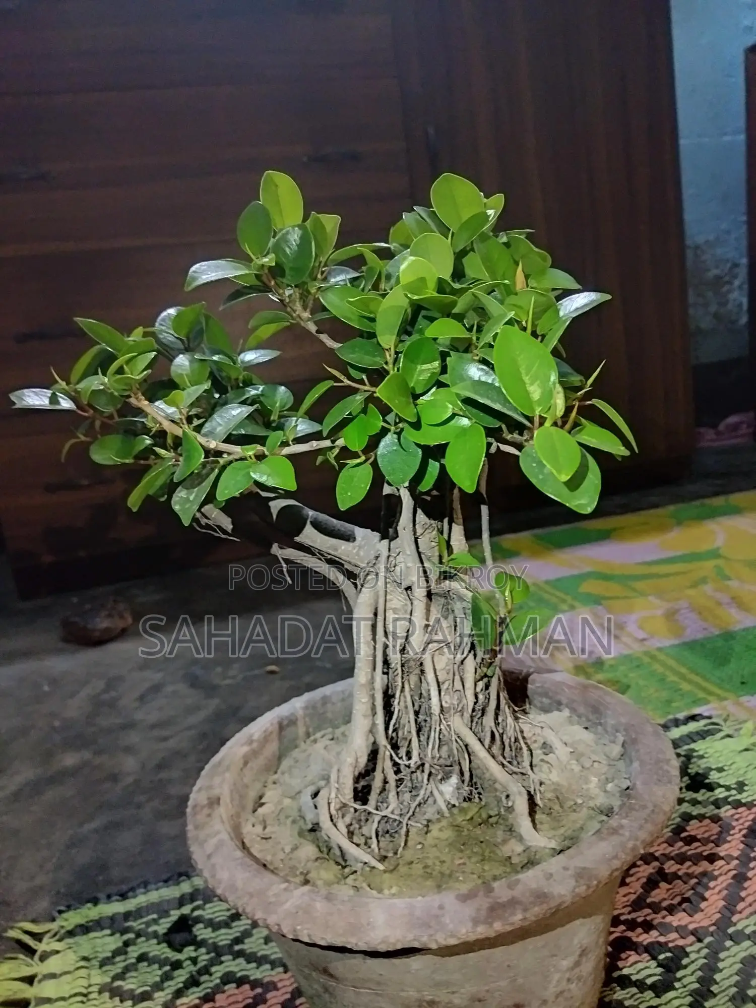 বনসাই