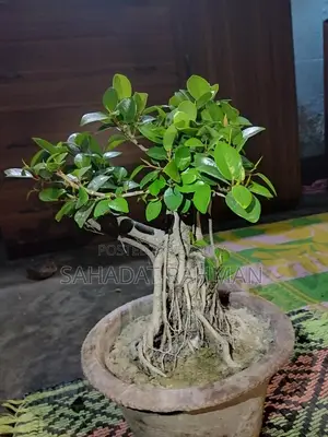 বনসাই