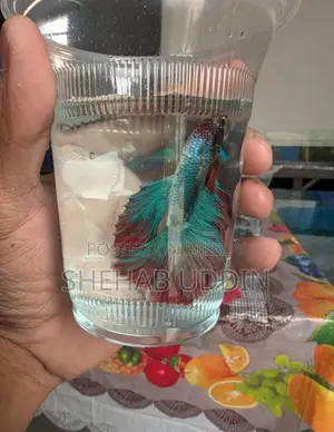 Male Halfmoon Betta