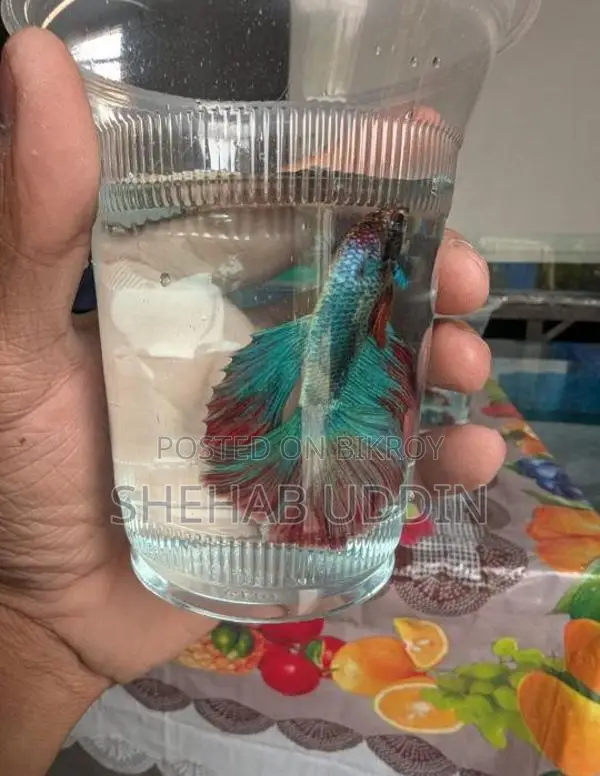 Male Halfmoon Betta