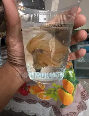 Male Halfmoon Betta