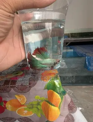 Male Halfmoon Betta