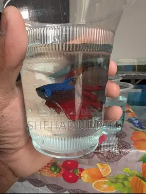 Male Halfmoon Betta