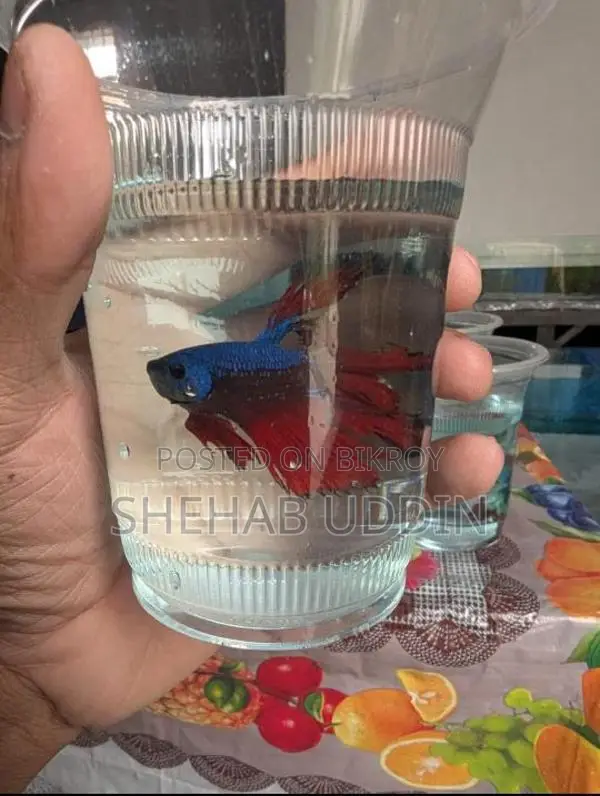 Male Halfmoon Betta