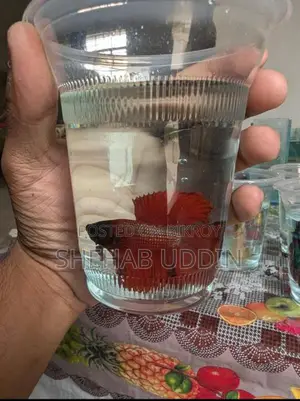Male Halfmoon Betta