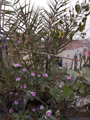 সৌদির খেজুর গাছ বিক্রি করা হবে