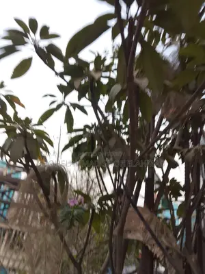 Saudi Date Palm Trees for Sale