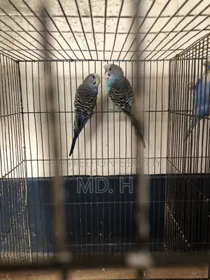 Classic Crested Budgerigar Pair