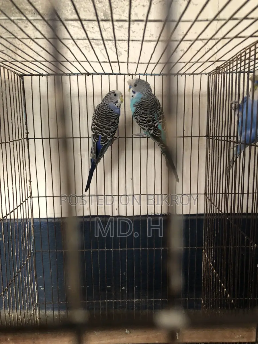 Classic Crested Budgerigar Pair
