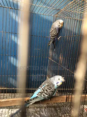 Classic Crested Budgerigar Pair
