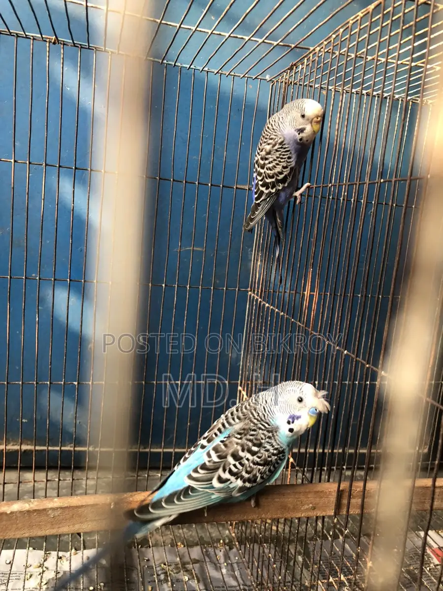 Classic Crested Budgerigar Pair