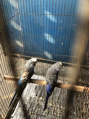 Classic Crested Budgerigar Pair