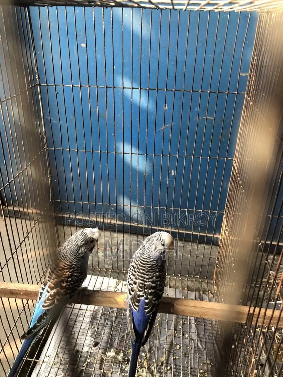 Classic Crested Budgerigar Pair